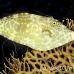 filefish_scrawled_sjc_si_h_0300_egy1951.jpg